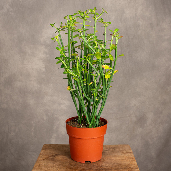 Euphorbia phosphorea Wilczomlecz | Tomaszewski