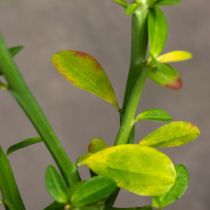 Euphorbia phosphorea Wilczomlecz | Tomaszewski