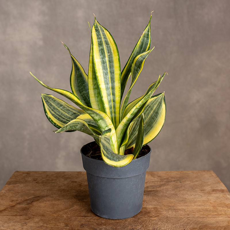 Sansewieria 'Hi Color' | Mała