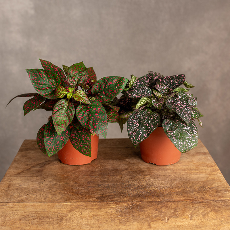 Hypoestes MIX kolorów