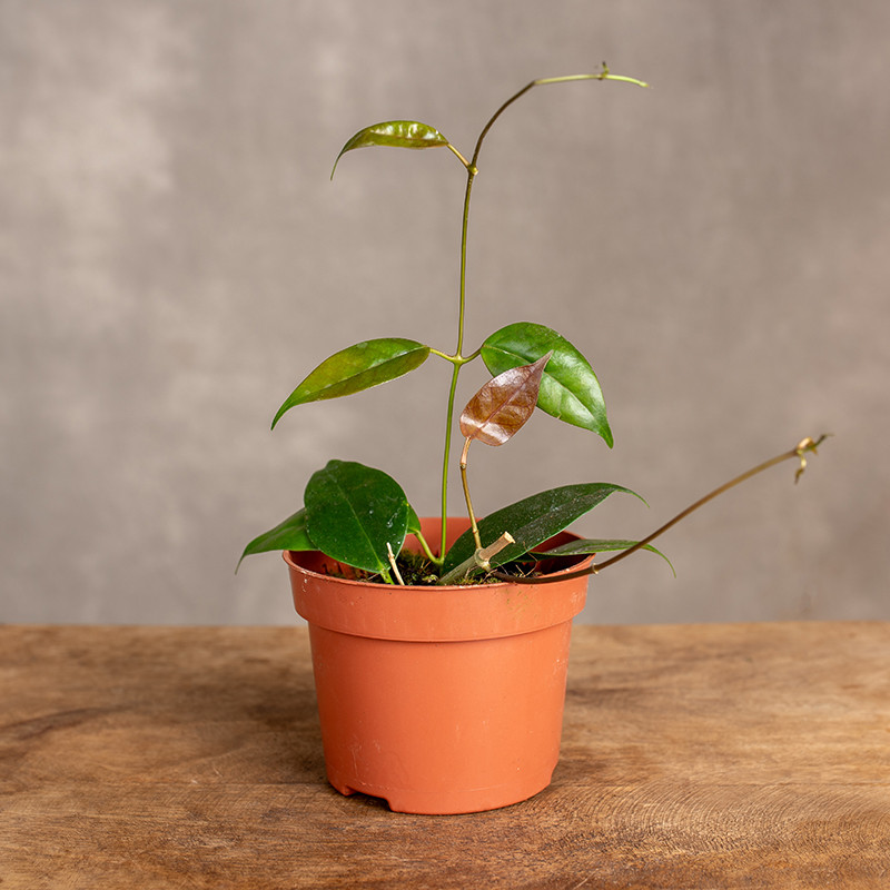 Hoja 'Paziae' | Mała