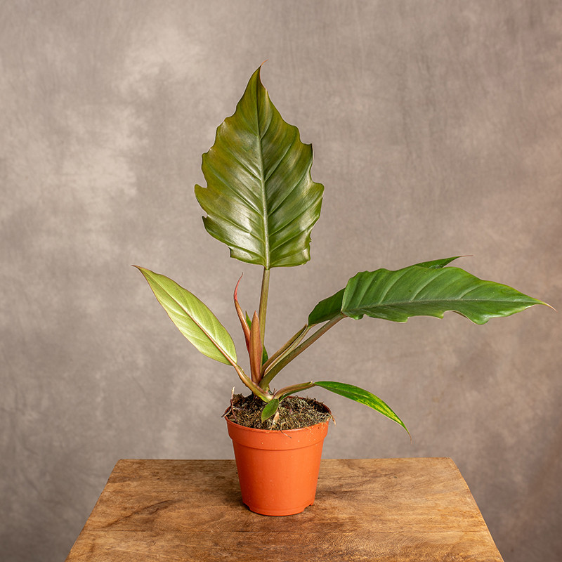 Filodendron bipinnatifidum...