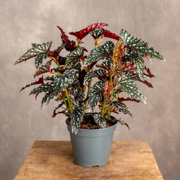 Begonia maculata 'Spotlight Dark'