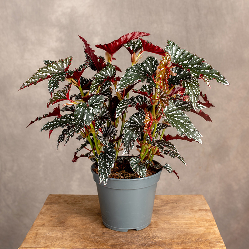 Begonia maculata 'Spotlight...