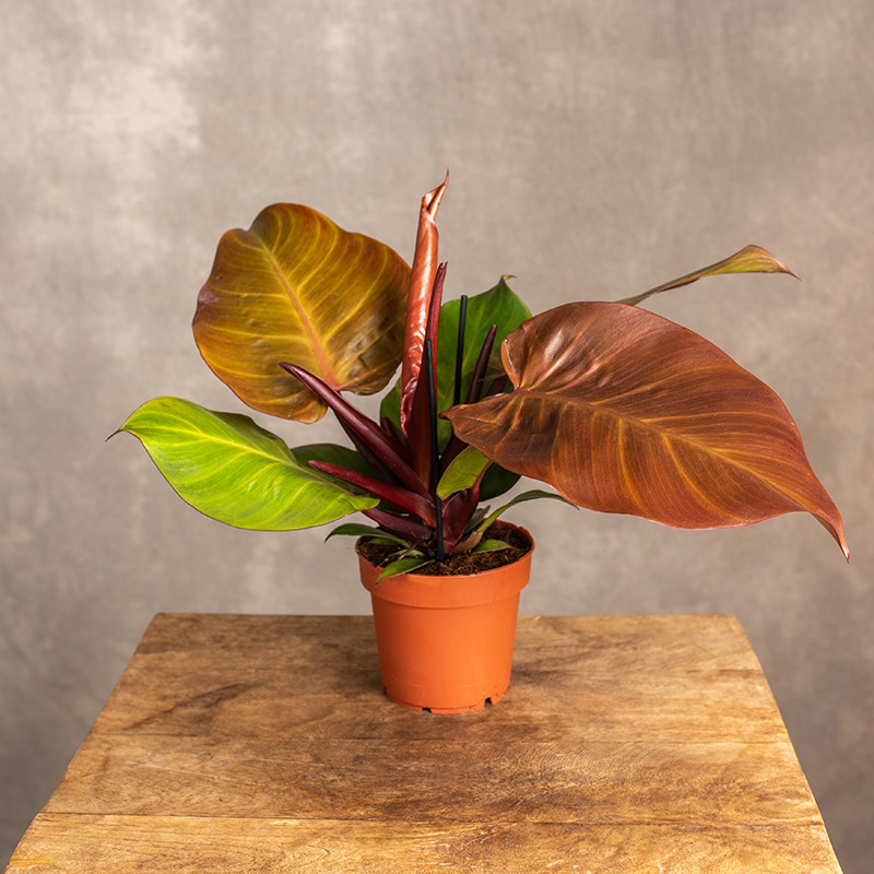 Filodendron 'Sunlight' | Mały