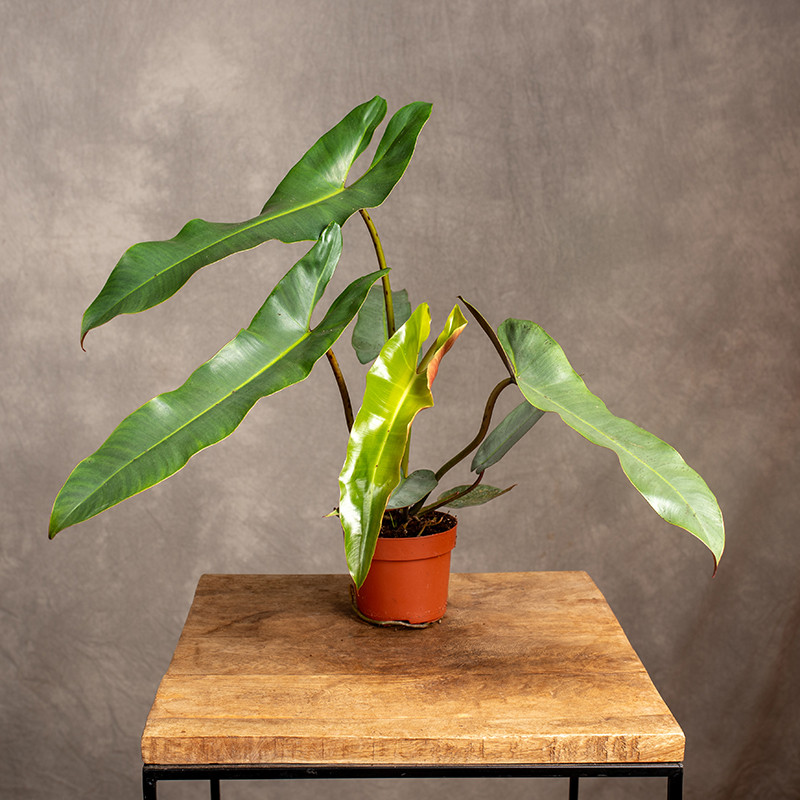 Filodendron 'Atabapoense'