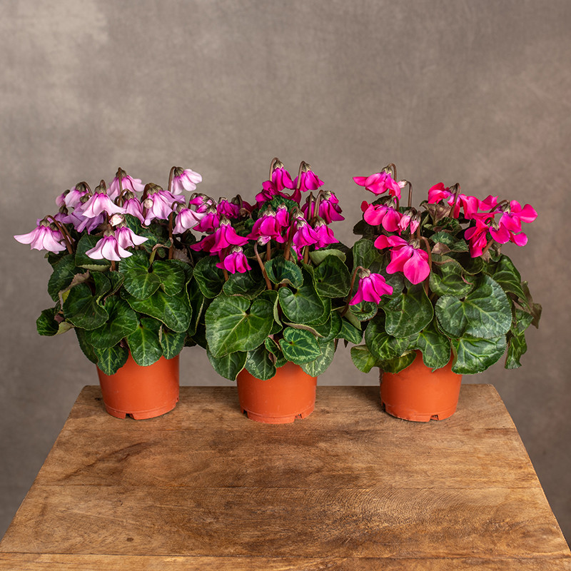 Cyklamen 'Petticoat' MIX...