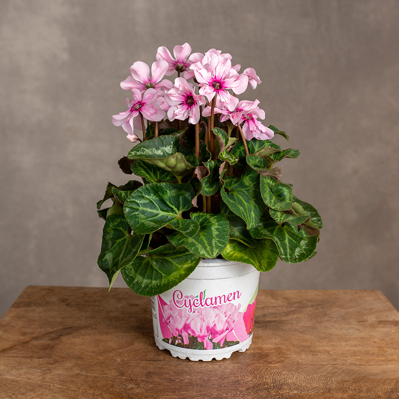 Cyklamen 'Special Pink...