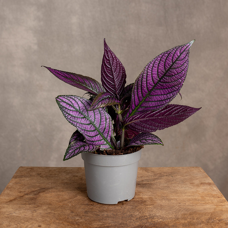 Strobilanthes dyeriana...