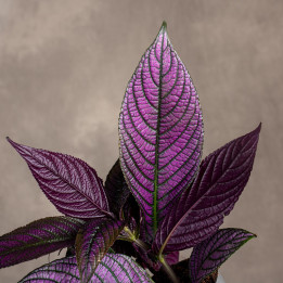 Strobilanthes dyeriana 'Persian Shield' | Tomaszewski