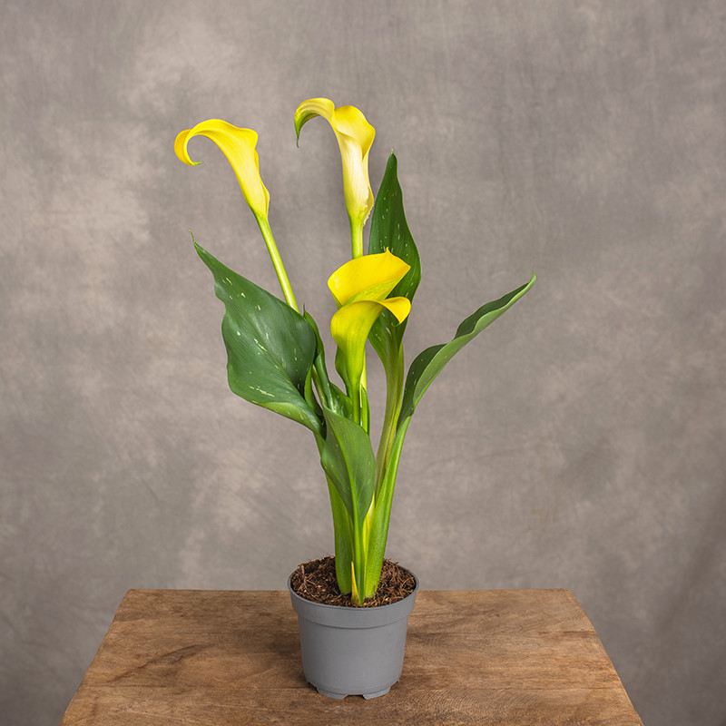 Zantedeschia 'Captain Solo'...