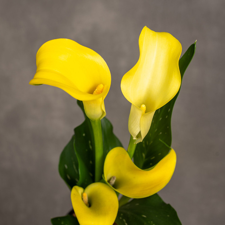 Zantedeschia 'Captain Solo' | Tomaszewski