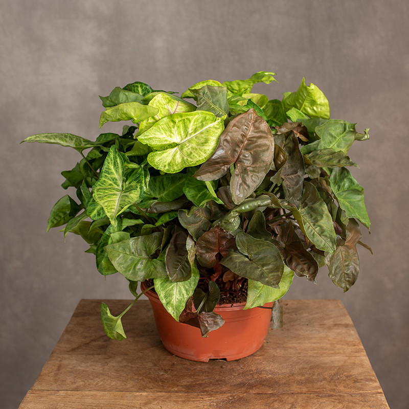 Syngonium | W misie