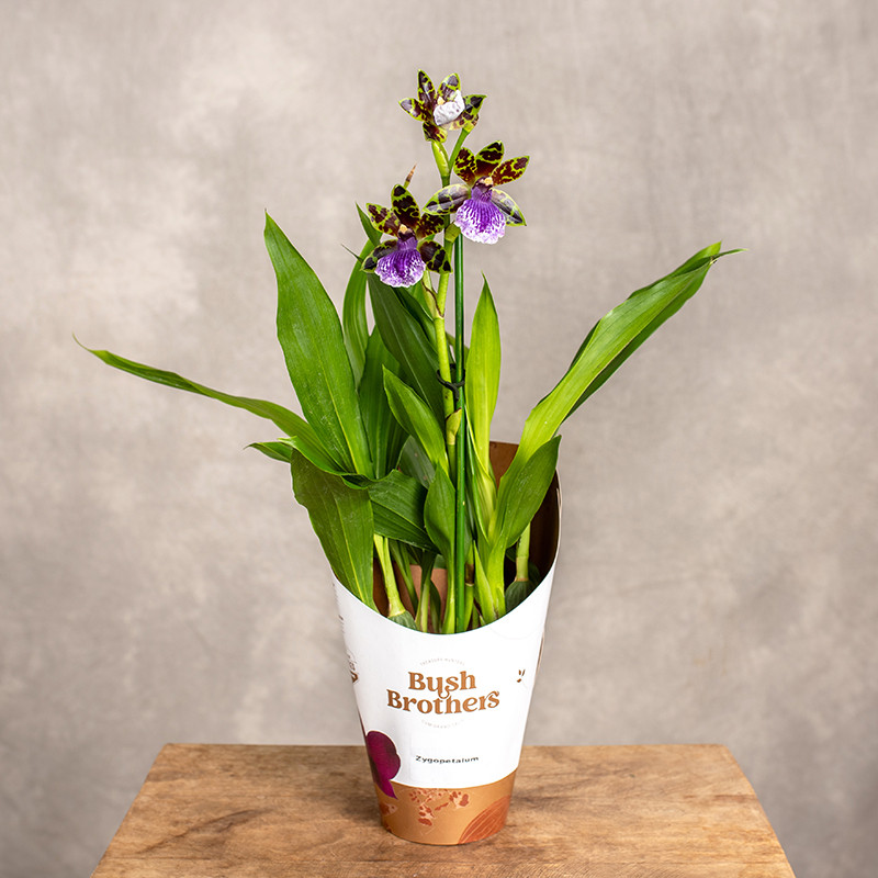 Storczyk Zygopetalum