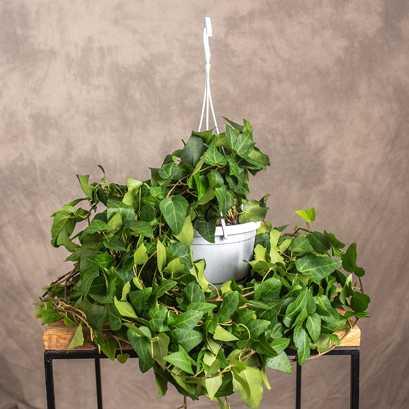 Bluszcz 'Mein Herz' | Wiszący