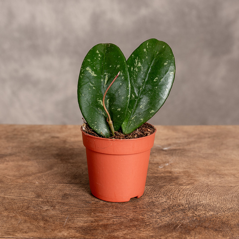 Hoja 'Lai Chau' | Mini