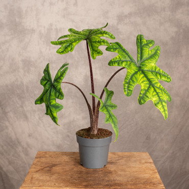 Alokazja 'Jacklyn'