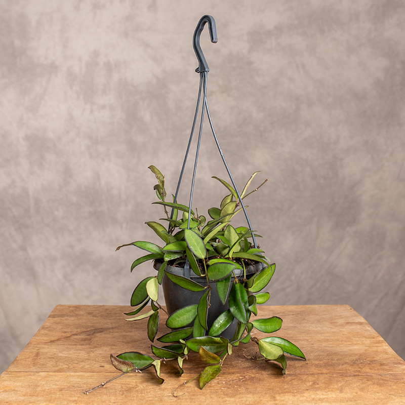 Hoja 'Rosita' | Wisząca