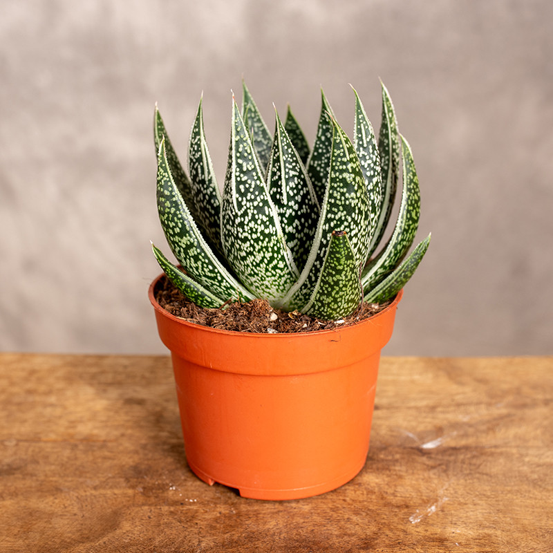 Gasteria 'D'Clash'