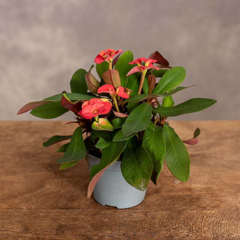 Euphorbia milii | Mini