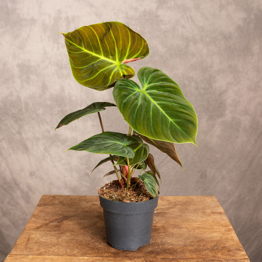 Filodendron 'El Choco Red'