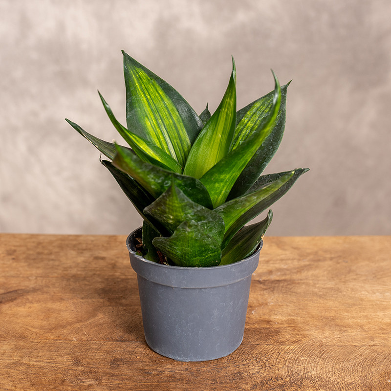 Sansewieria ‘Hahnii Jade’