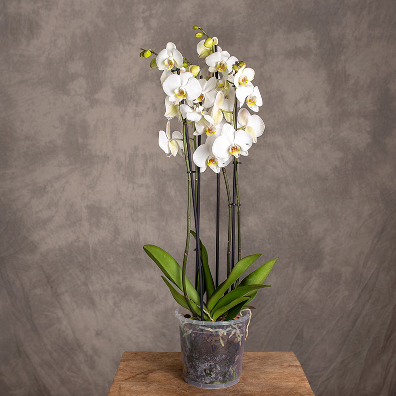 Storczyk biały 4 pędy | Duży