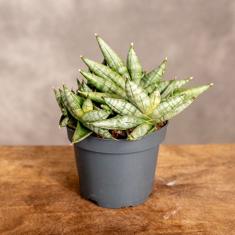 Sansewieria cylindrica...