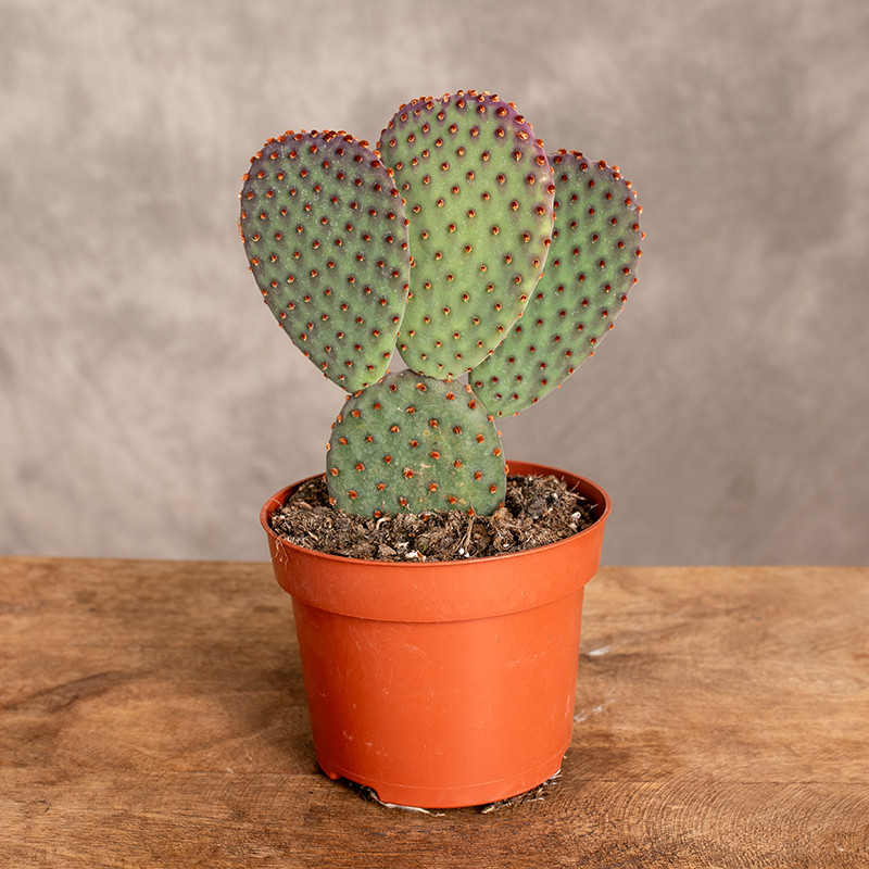 Opuncja macrocalyx