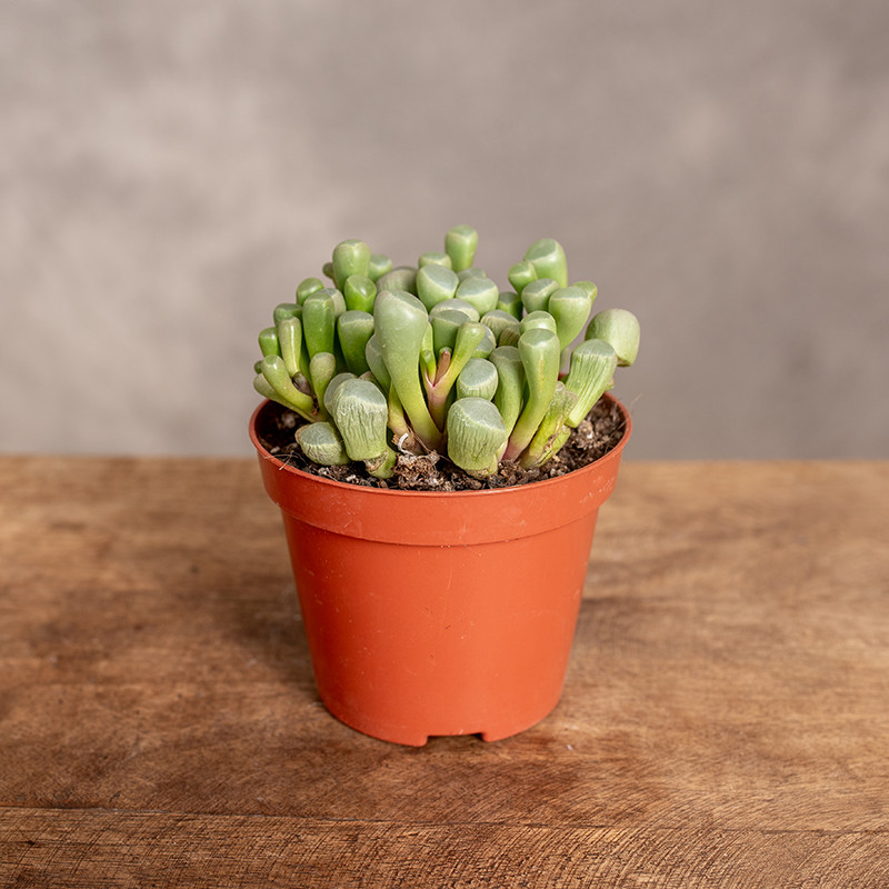 Sukulent Fenestraria...