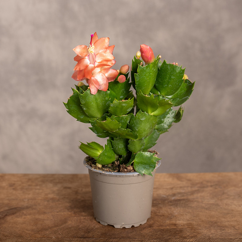 Szlumbergera | Łososiowa