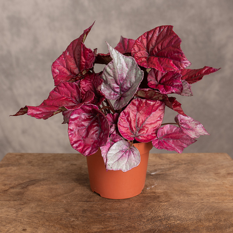 Begonia 'Beleaf Inca Flame'