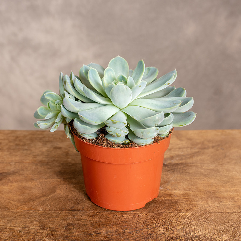 Eszeweria ‘Silver Queen’