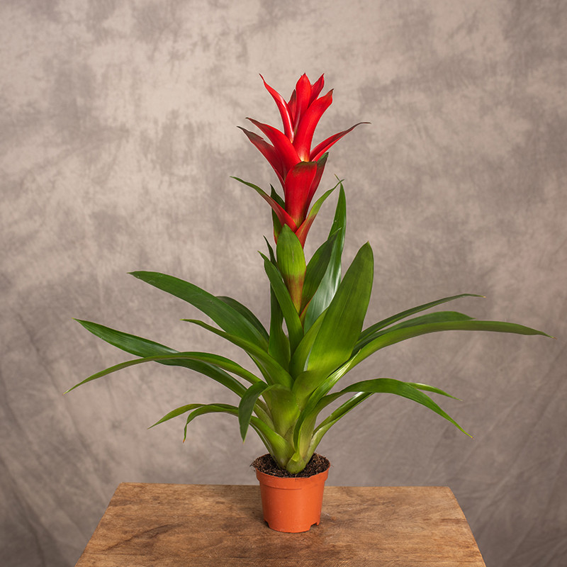 Guzmania 'Rostara' | Mała