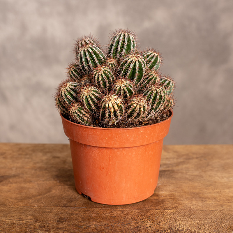 Echinopsis 'Haku-jo Maru'