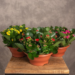 Kalanchoe MIX kolorów W misie | Tomaszewski