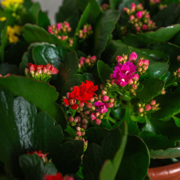 Kalanchoe MIX kolorów W misie | Tomaszewski