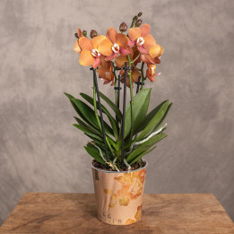 Storczyk multiflora 'Las Vegas' | Tomaszewski