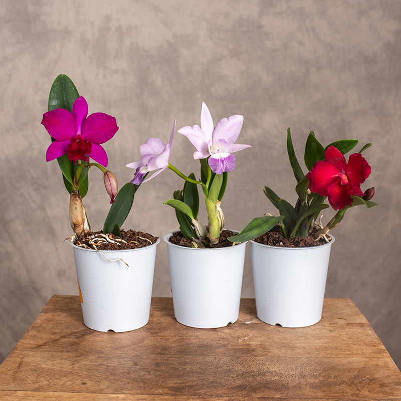 Storczyk Katleja MIX kolorów