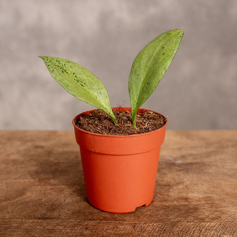 Hoja 'New Guinea Ghost' | Mini