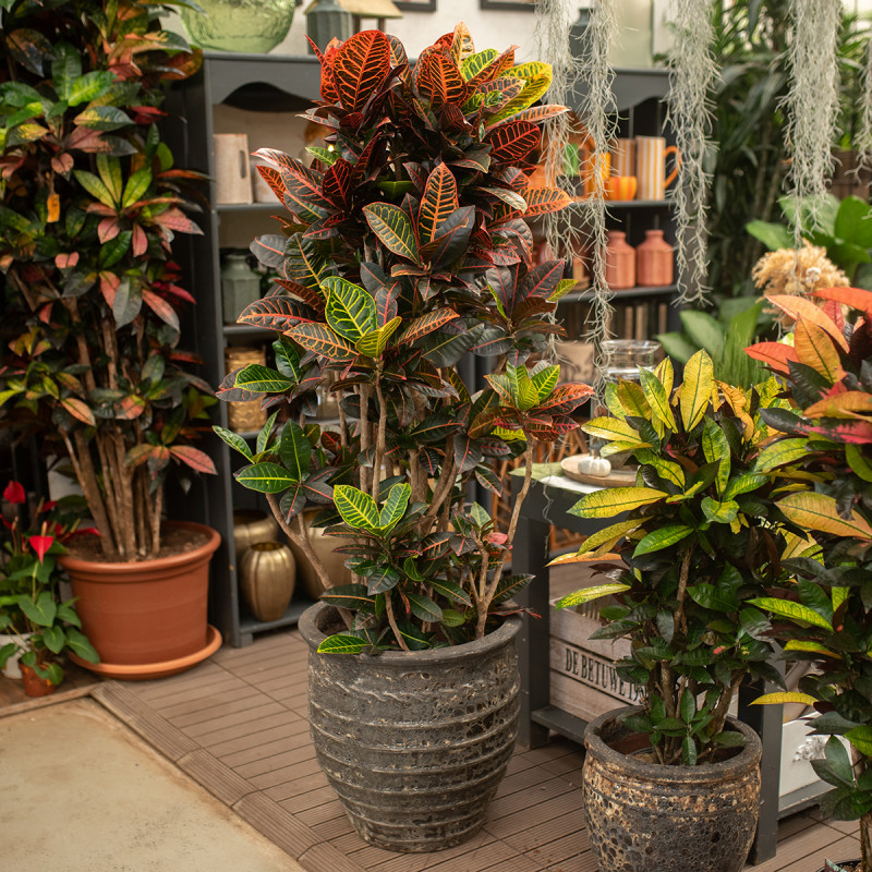 Kroton 'Petra' Rozgałęziony...