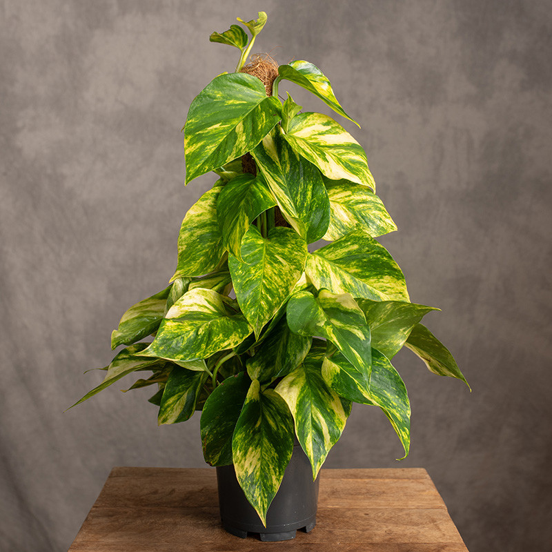 Epipremnum 'Hicolor' | Na pniu