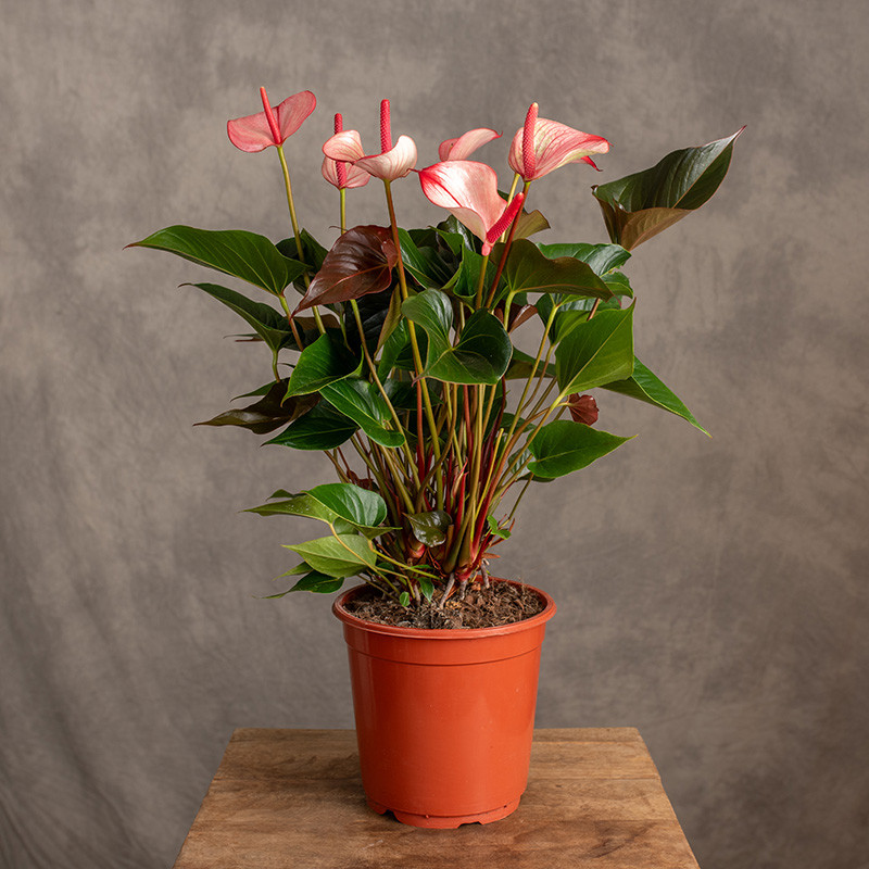 Anturium 'Princess Amalia...