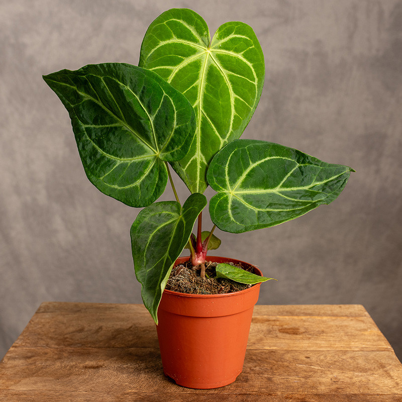 Anturium 'Magnificum'