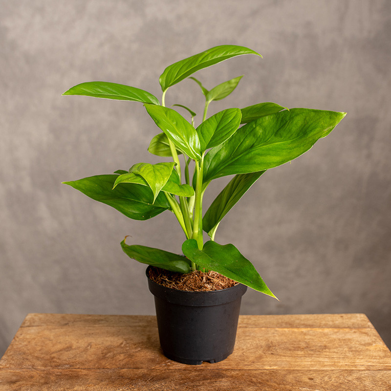 Monstera obliqua ‘Canelos’