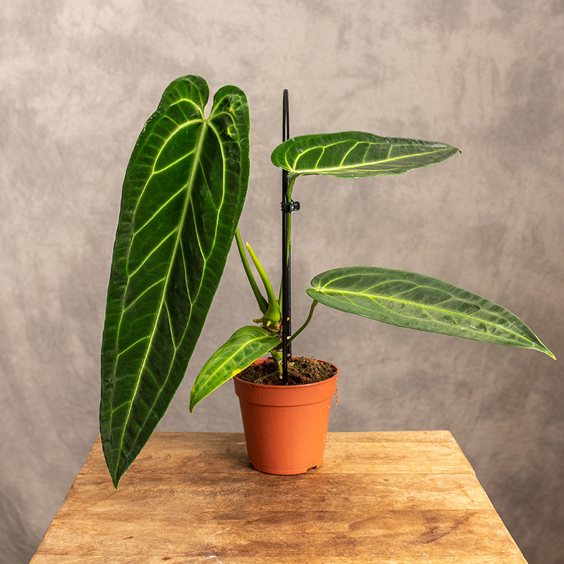 Anturium warocqueanum |...