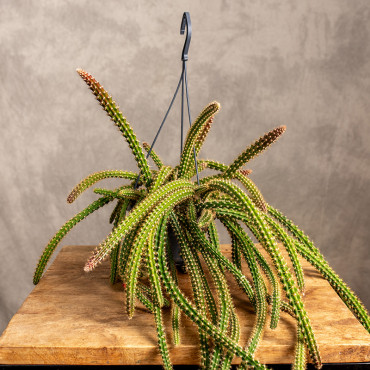 Aporocactus 'Malisonii' | Wiszący