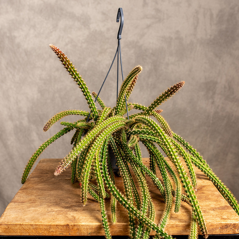 Aporocactus 'Malisonii' |...