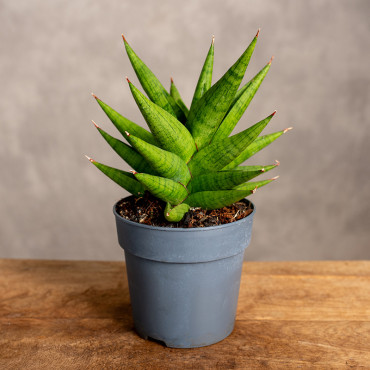 Sansewieria 'Snow Lotus Crown'