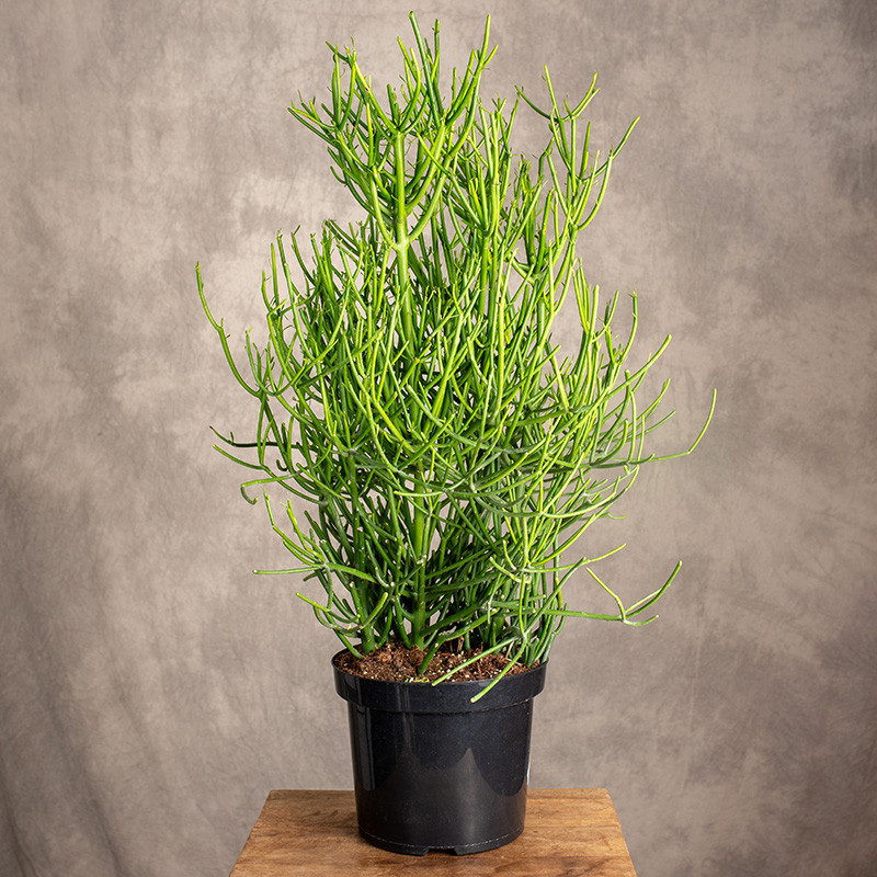 Wilczomlecz palczasty | Duży